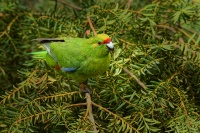 Kakariki zlutocely - Cyanoramphus auriceps - Yellow-crowned Parakeet - kakariki 3246